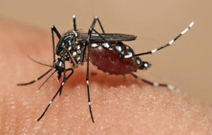 How Mosquitoes Spread Diseases (Vectorcide)